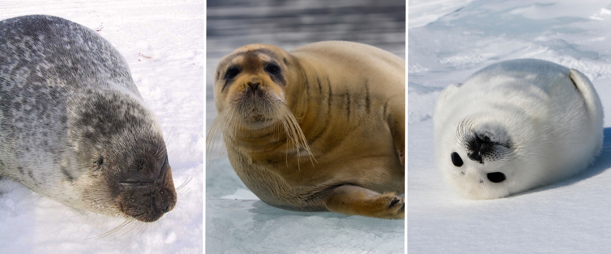 Arctic ringed seal, breaded seal, and harp seal