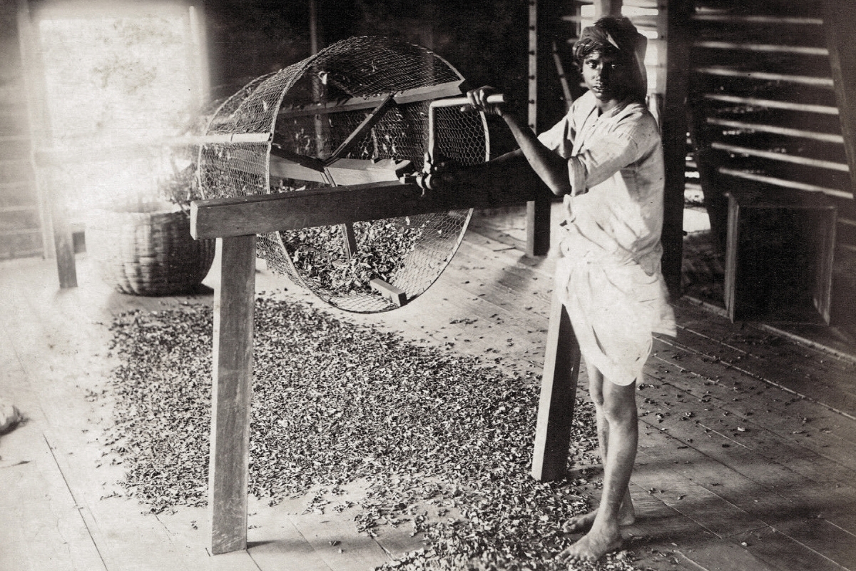 Sorting tea in British Ceylon, Sri Lanka, 1880s