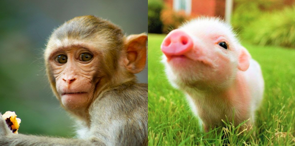 Tell Elon Musk and Neuralink: Stop Messing with Animals’ Brains! Use Humane Research Techniques!