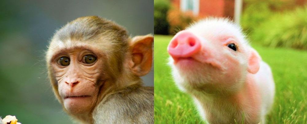 Tell Elon Musk and Neuralink: Stop Messing with Animals’ Brains! Use Humane Research Techniques!