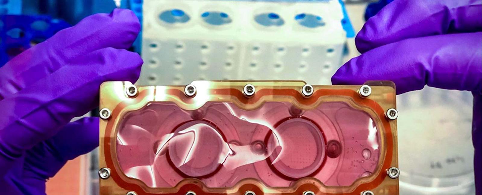 SpaceX's Dragon set to deliver beating human heart tissue to the ISS