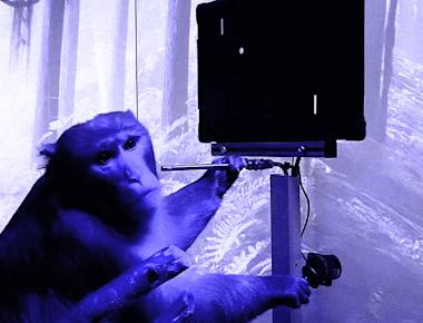 Elon Musk Claims Neuralink Already Allowing Blind Monkeys to See Again