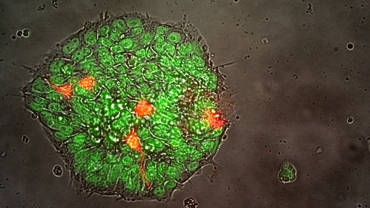 SpaceX Ax-2 astronaut mission will grow 1st stem cells in space