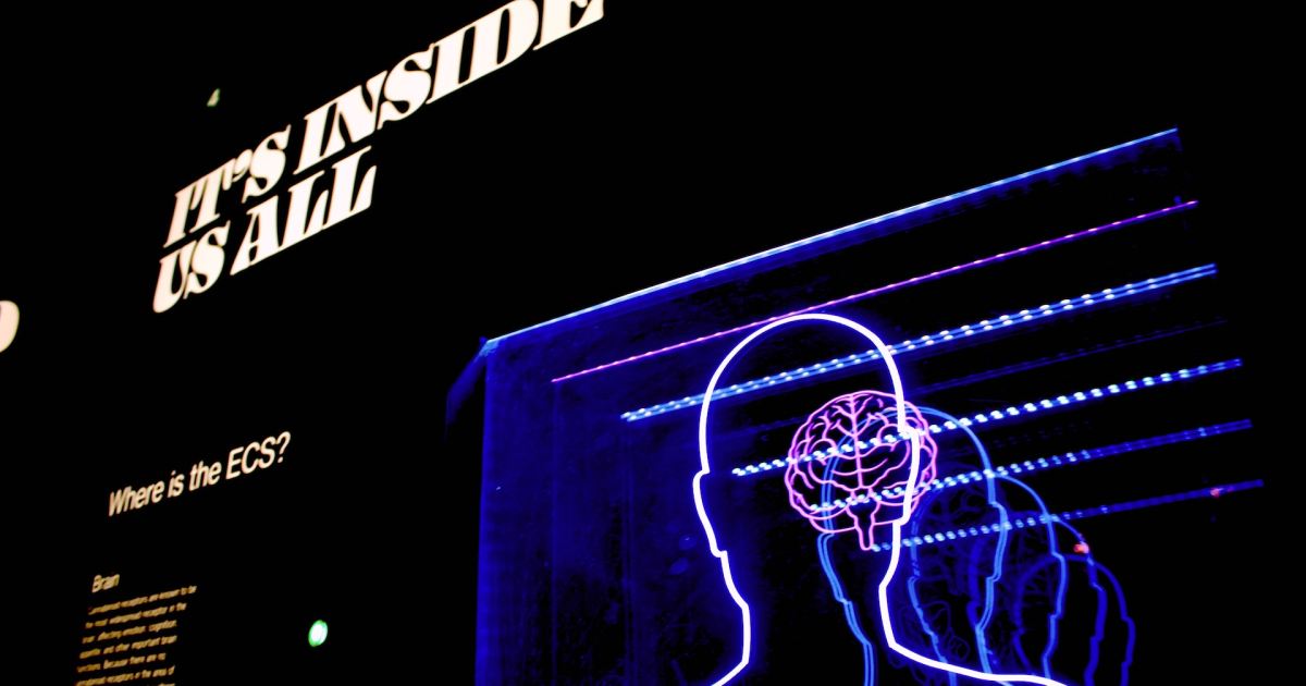 Neuralink de Elon Musk recibe el visto bueno para probar un implante cerebral en humanos | Digital Trends Español