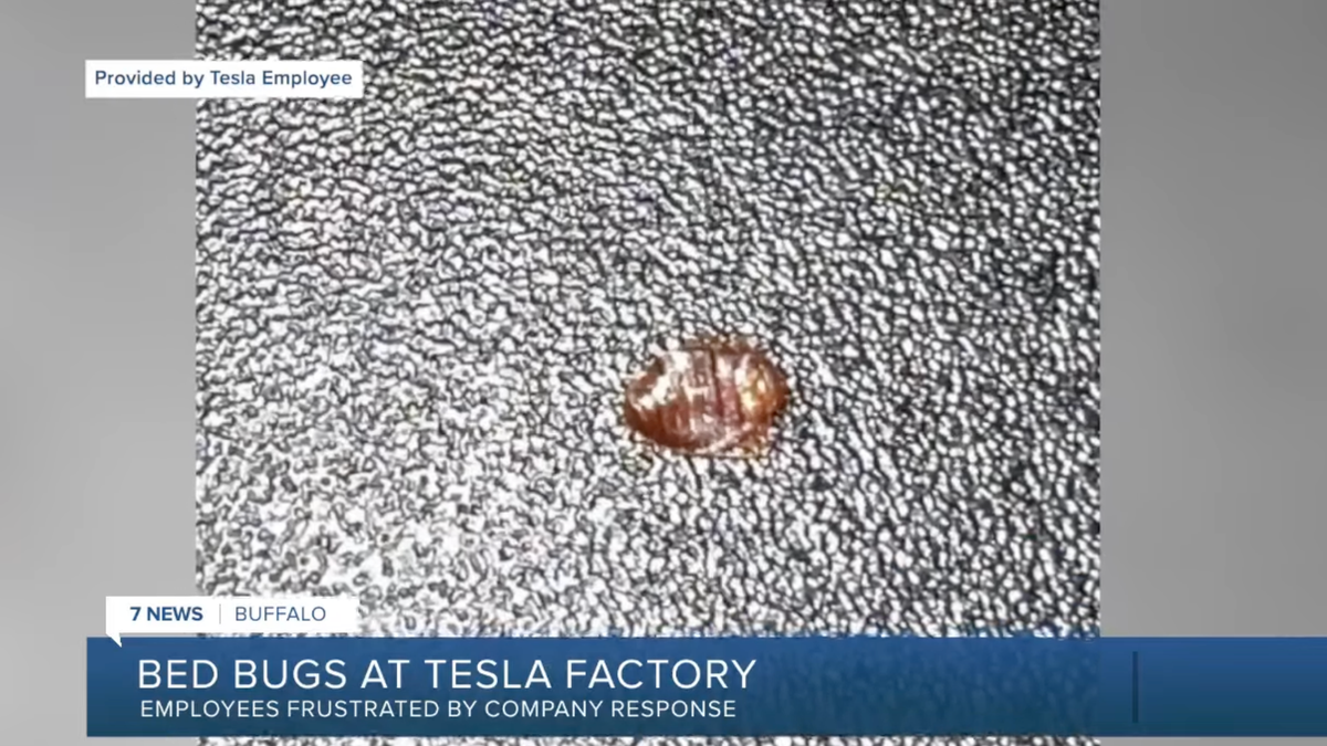 New York Tesla Gigafacotry Infested With Bed Bugs And Efforts To Kill Them Are Making Workers Sick