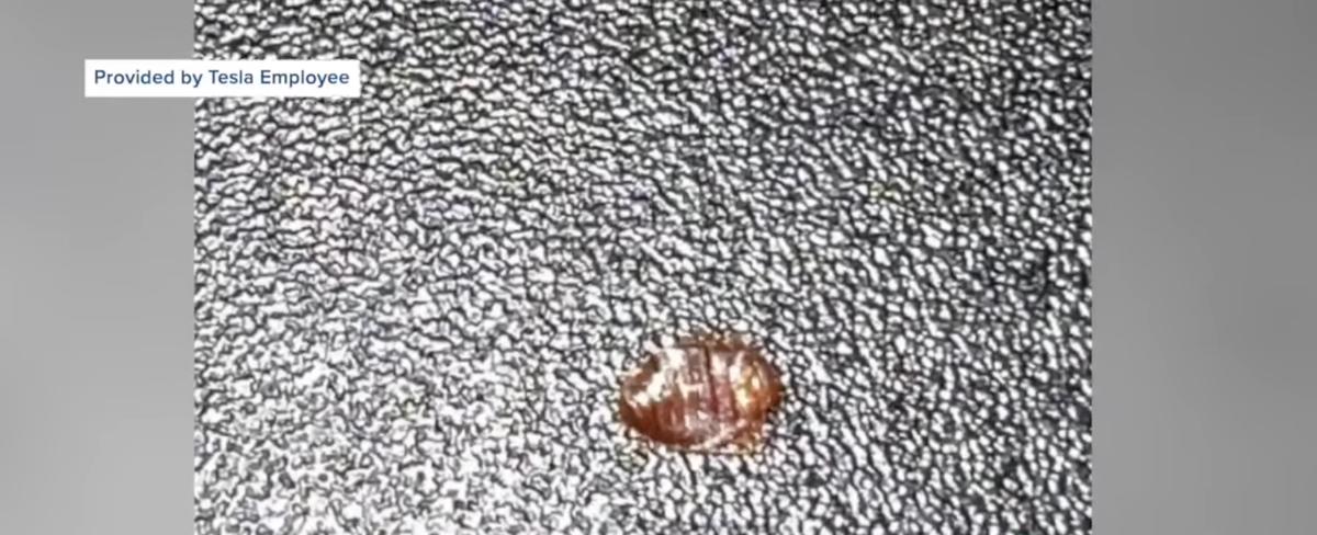 New York Tesla Gigafacotry Infested With Bed Bugs And Efforts To Kill Them Are Making Workers Sick