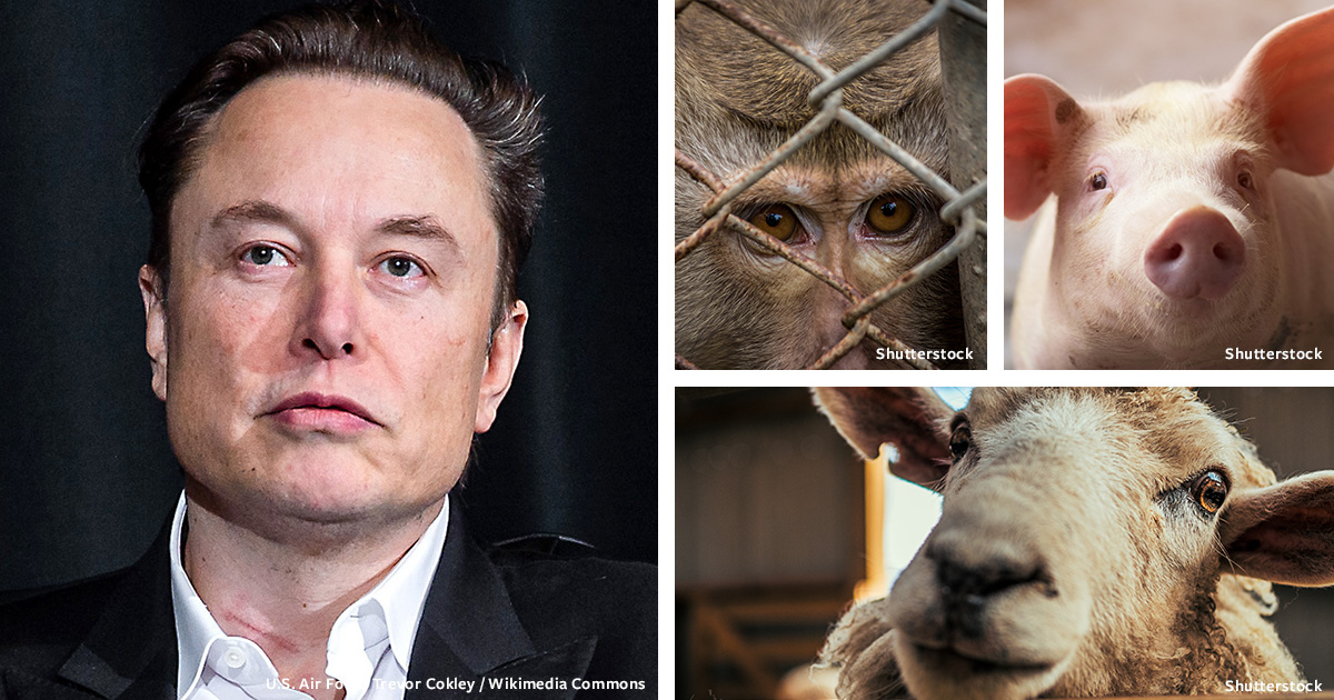 Elon Musk and Neuralink: Stop Horrific Animal Implants!