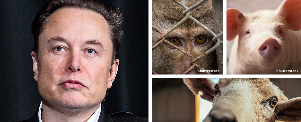 Elon Musk and Neuralink: Stop Horrific Animal Implants!