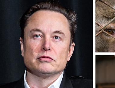Elon Musk and Neuralink: Stop Horrific Animal Implants!