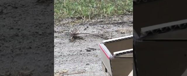 Electric Challenge: Tesla Cybertruck vs. Jeep Wrangler Rubicon