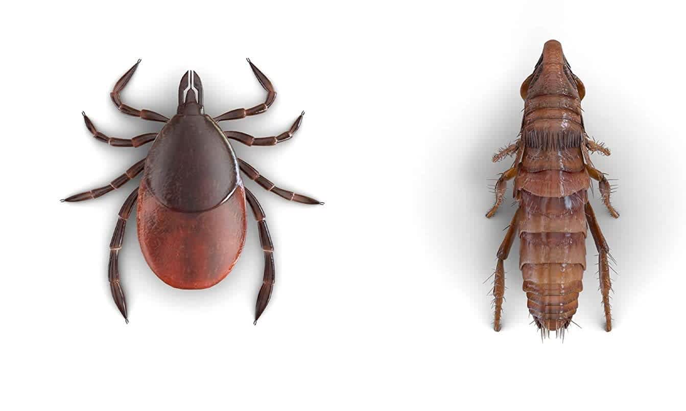 Are Carpet Beetles Harmful Carpets Bank