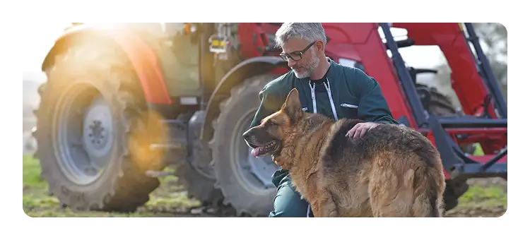 Dog and tractor