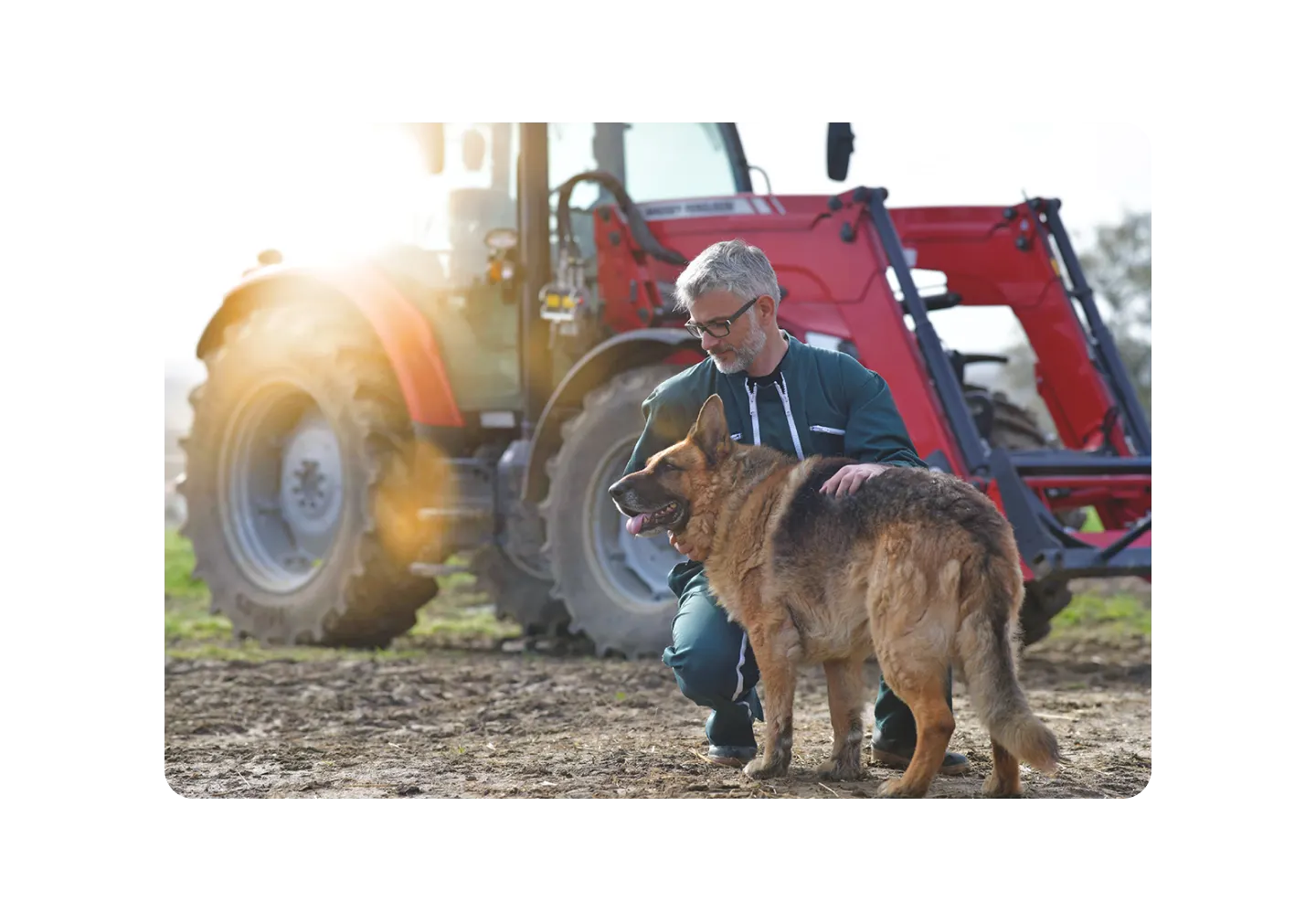 Dog and tractor