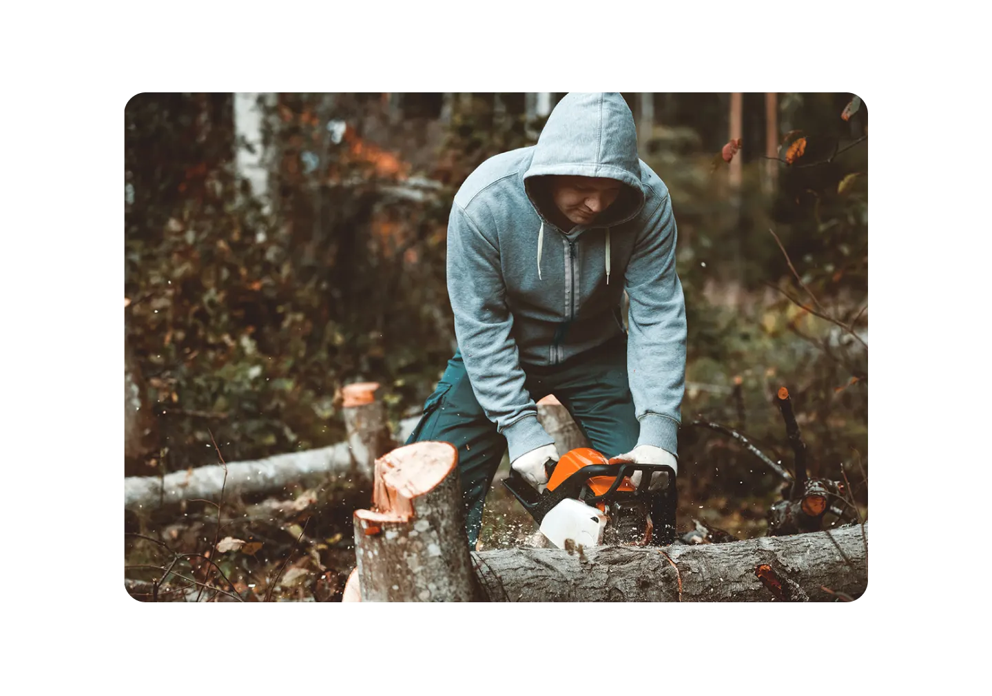 Man Chopping a tree with a chainsaw
