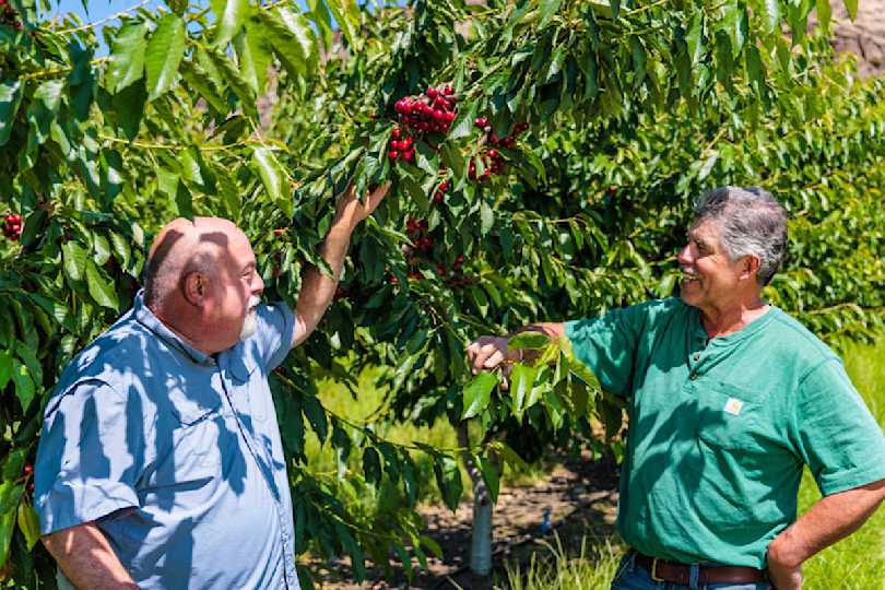WEB Harvest Article Gunkel