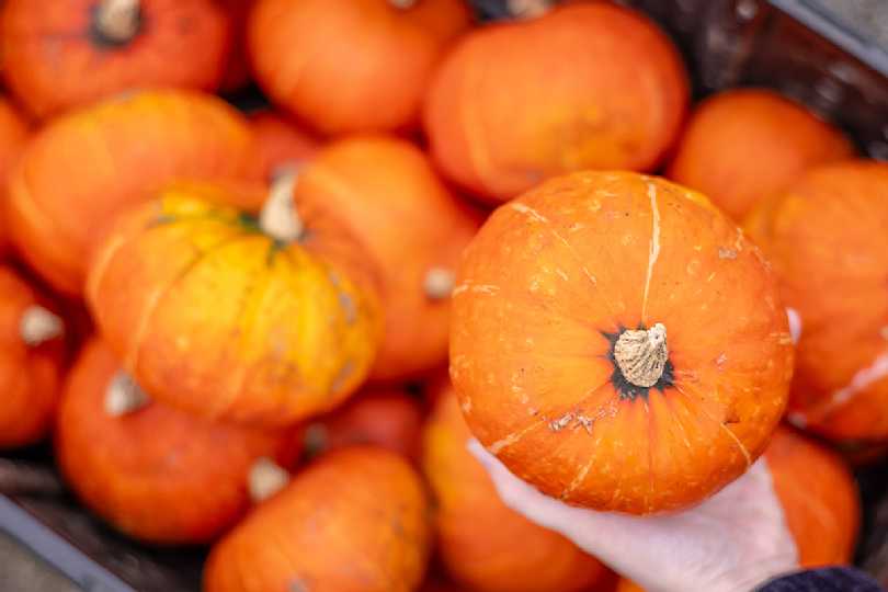 WEB Harvest Article Middlefield