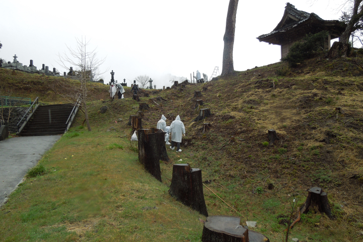常楽寺内の植樹地の写真。切り株が点々と並んでいる。