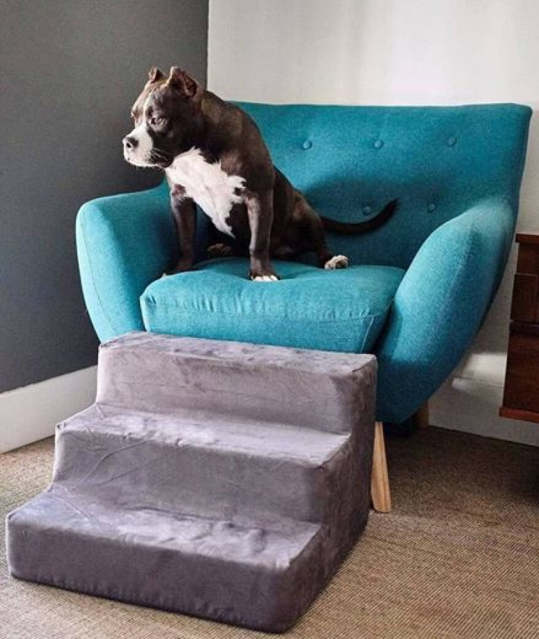 A black and white dog sitting on a teal retro chair with grey velvet cushion stairs in front of it.