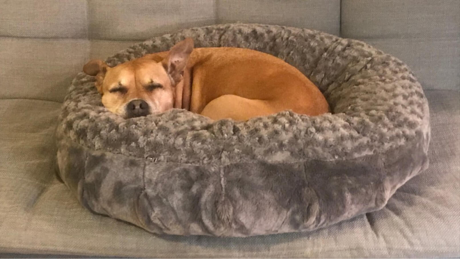 A light brown dog sleeping peacefully in a soft plush circular dog bed.