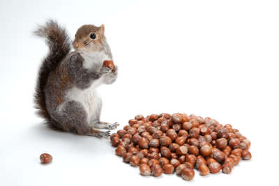 image of squirrel eating nuts