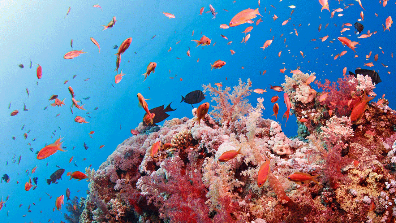 Reef Fish - Woods Hole Oceanographic Institution