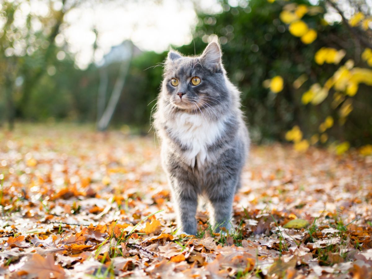 Autumn Pet Emergencies | Save Our Number To Call In A Pet Emergency