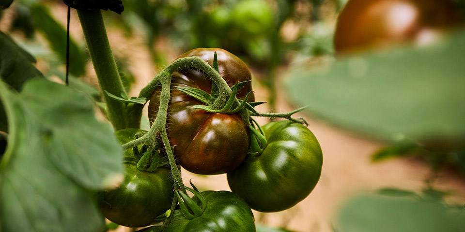 Tomatoes