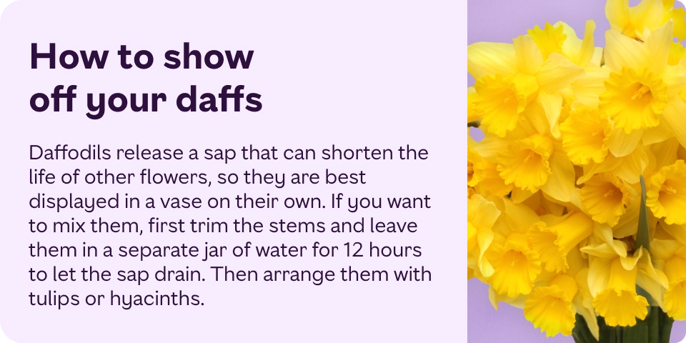 Daffodils release a sap that can shorten the life of other flowers, so they are best displayed in a vase on their own. If you want to mix them, first trim the stems and leave them in a separate jar of water for 12 hours to let the sap drain.