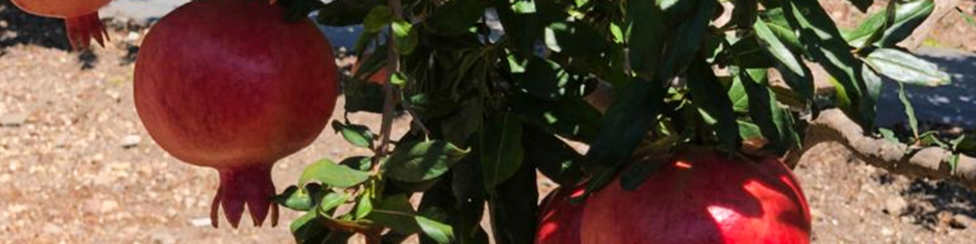 Fruit