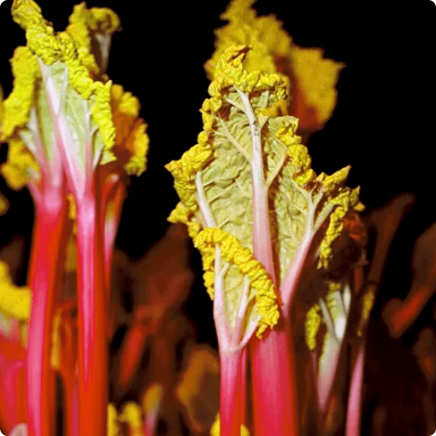 Rhubarb in dark sheds