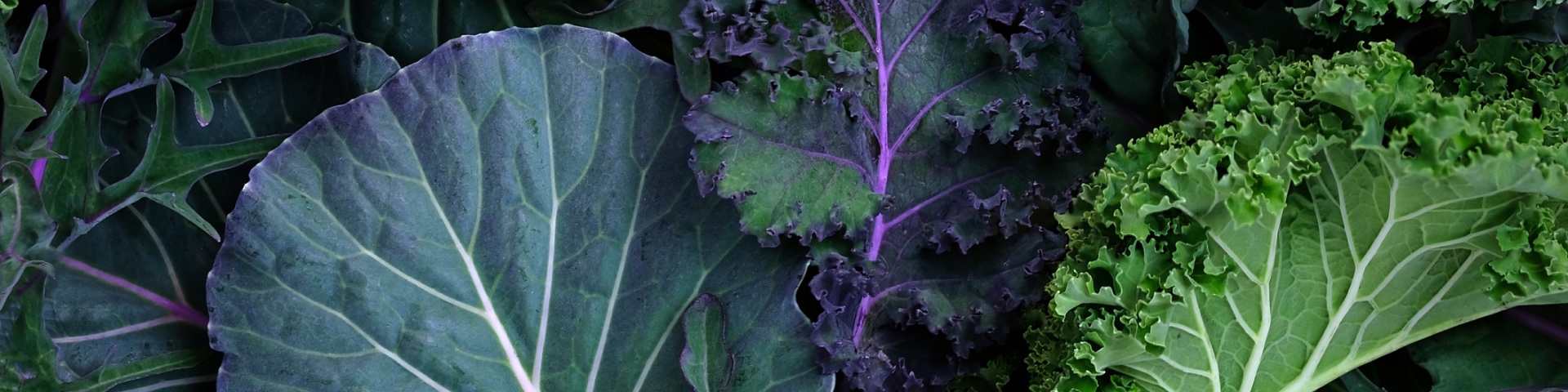 Article : Kale & Hearty