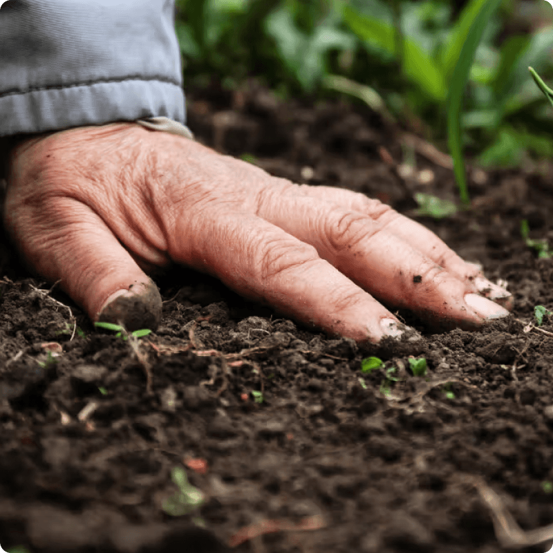 Meet the growers: Manor Fresh