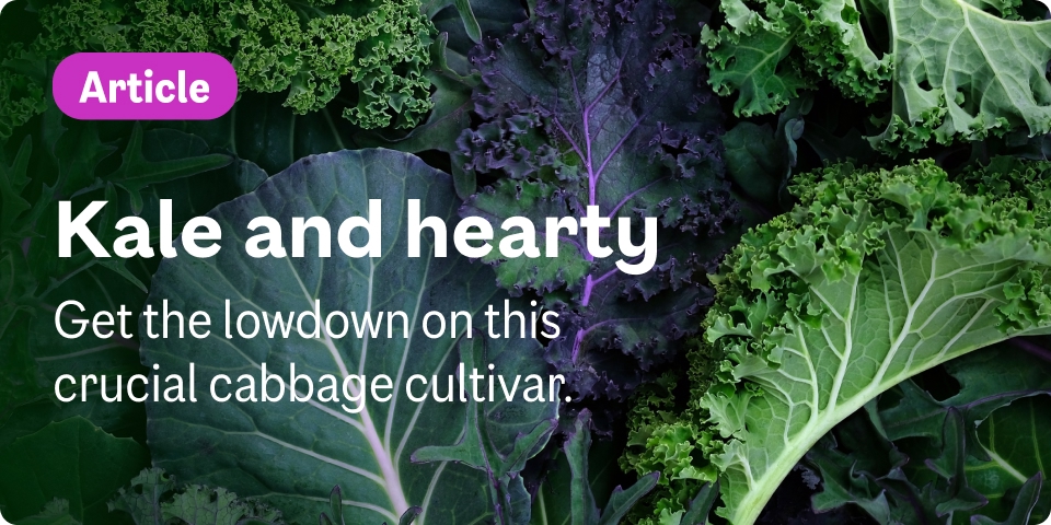 Get the lowdown on Kale, a crucial cabbage cultivar - in season in January.