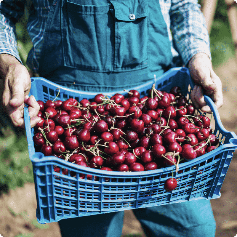 British Cherries Growing