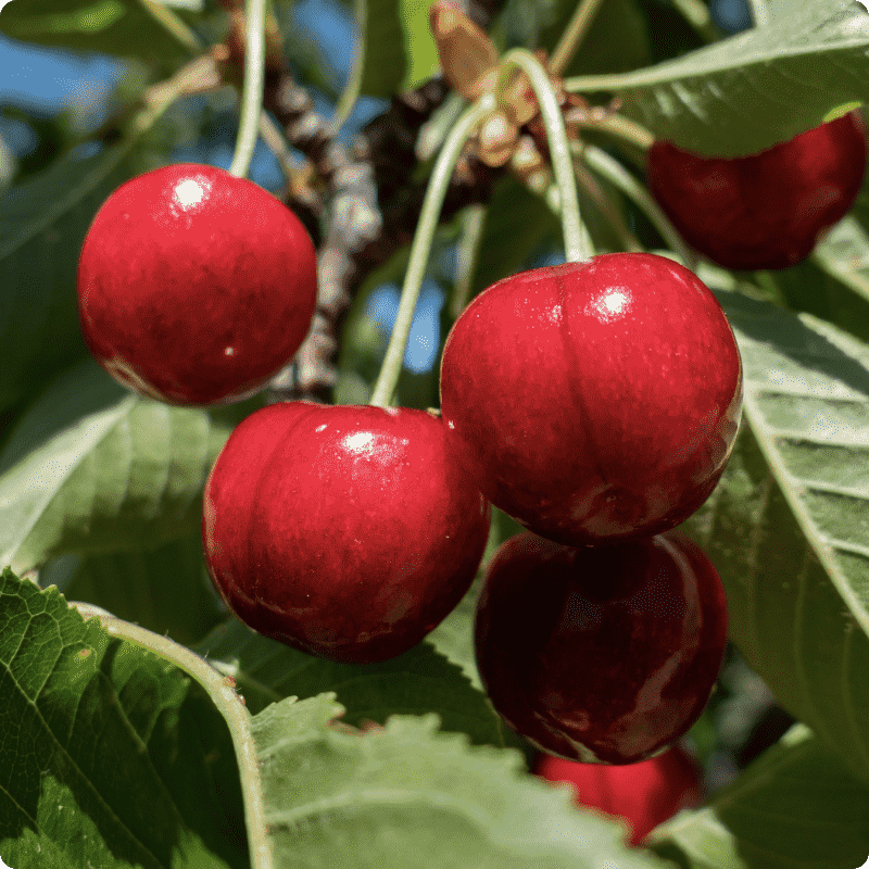 Cherry Close Up