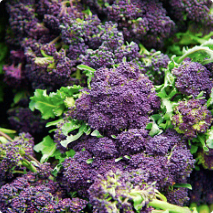 Purple sprouting broccoli facts