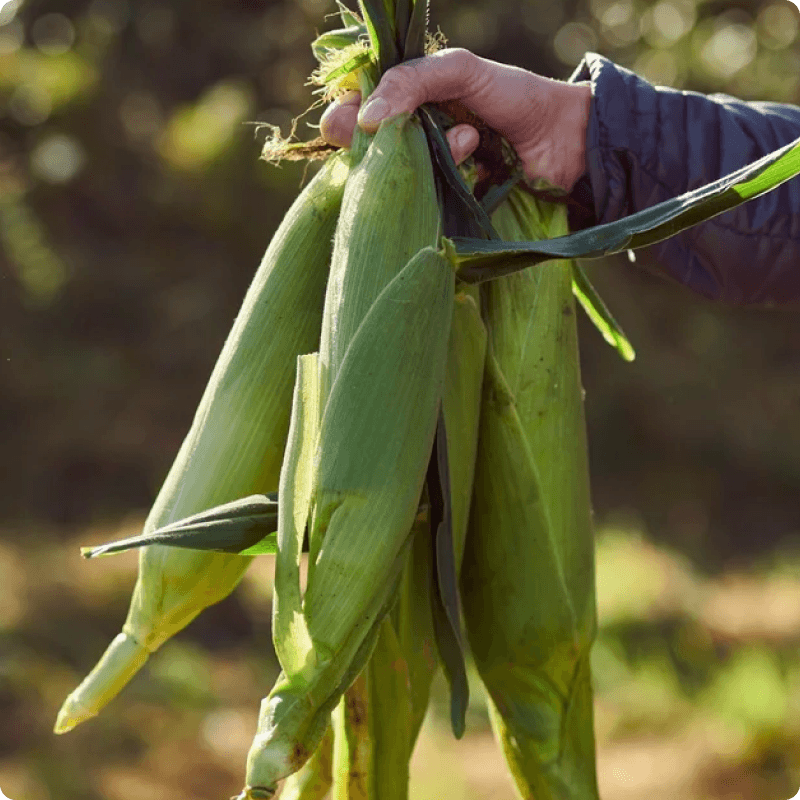 Homegrown sweetcorn