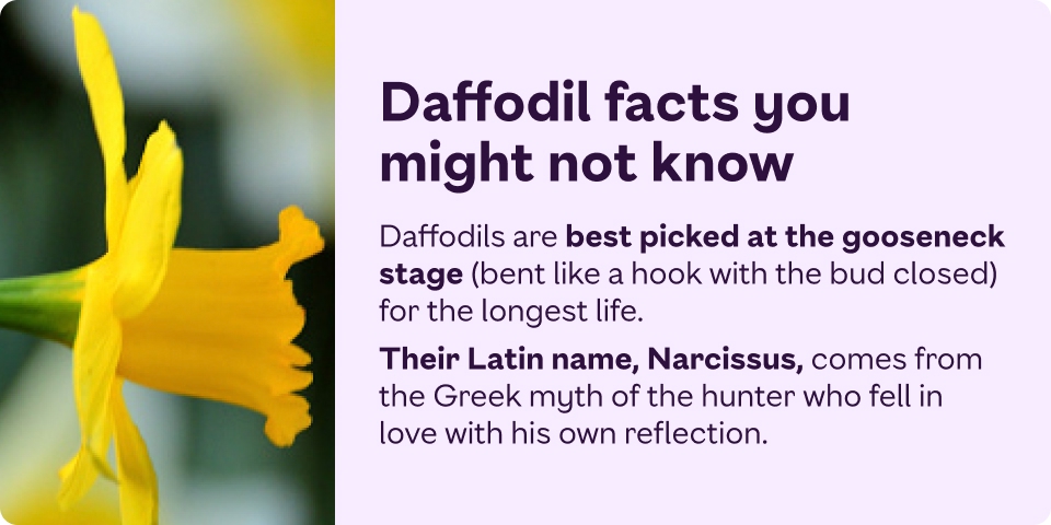 Daffodils are best picked at the gooseneck  stage (bent like a hook with the bud closed) for  the longest life. Their Latin name, Narcissus, comes from the  Greek myth of the hunter who fell in love with his  own reflection.