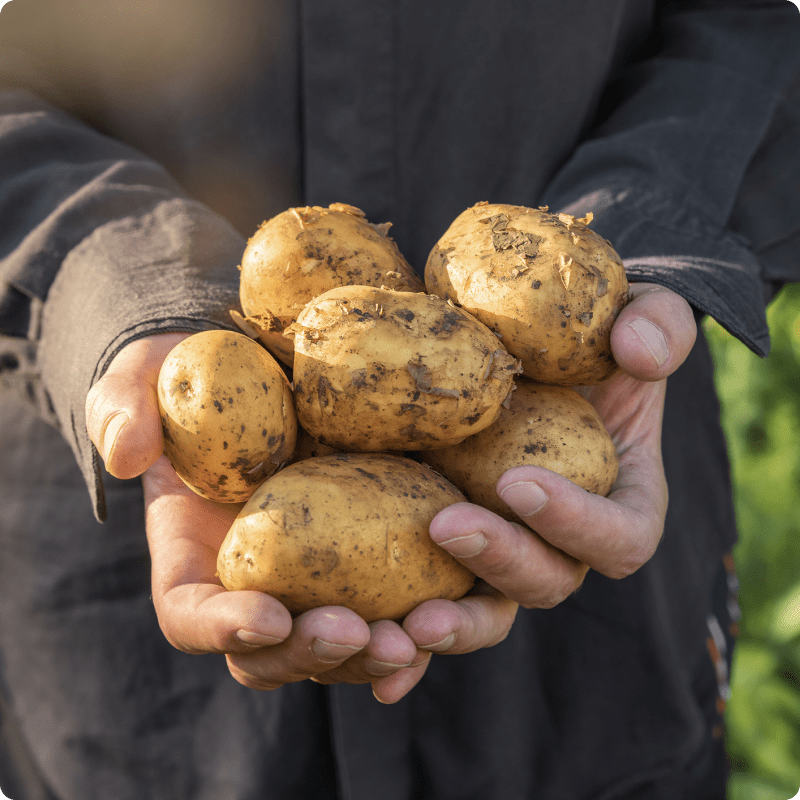 Jersey Royals in a field