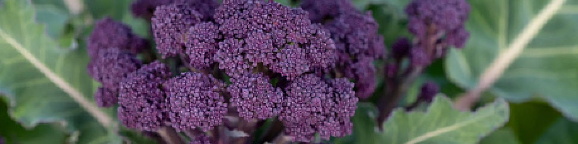 Read All About Purple Sprouting Broccoli 