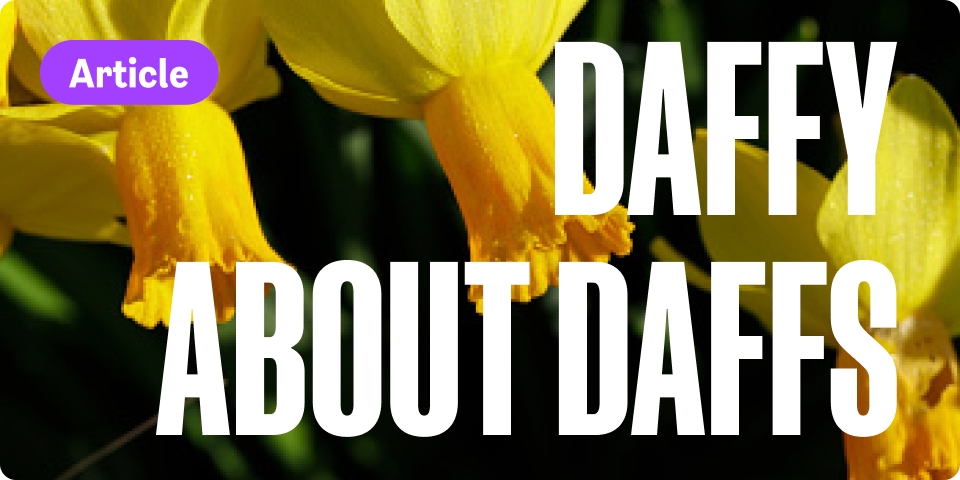 Daffy about daffs
