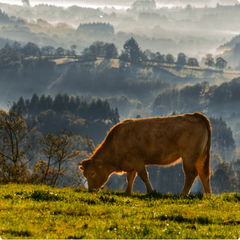 Cows grazing in a green field