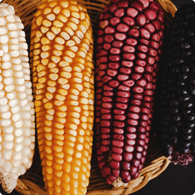 Sweetcorn facts
