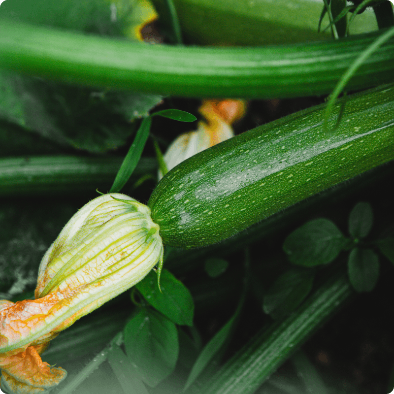 Expertly grown, and picked at just the right time