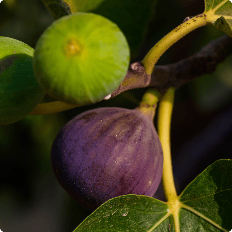 Figs growing