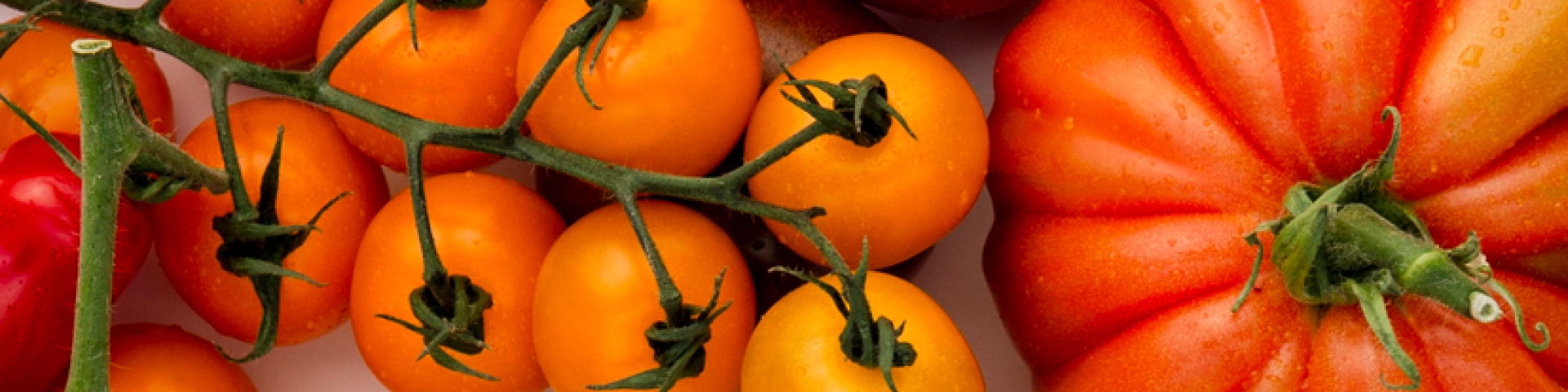 Learn more about Isle of Wight Tomatoes