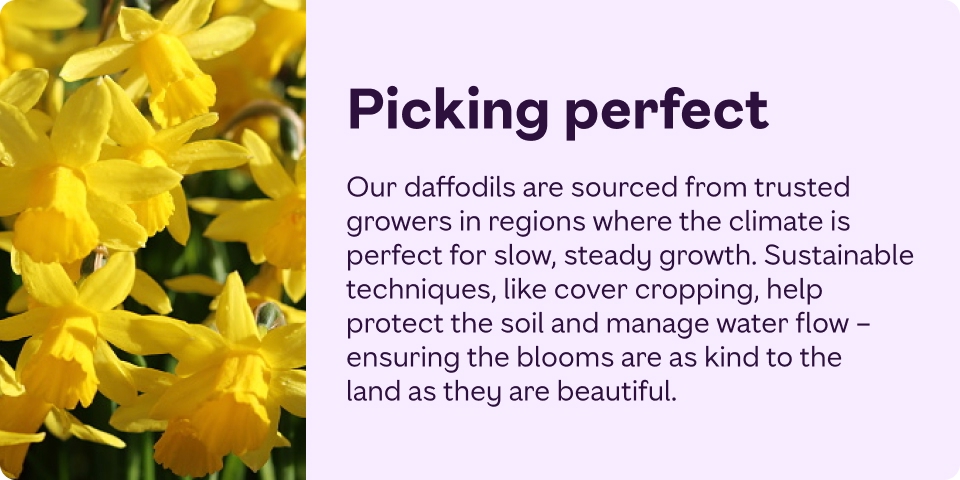 Our daffodils are sourced from trusted growers  in regions where the climate is perfect for slow, steady growth. Sustainable techniques, like cover cropping, help protect the soil and manage water flow.