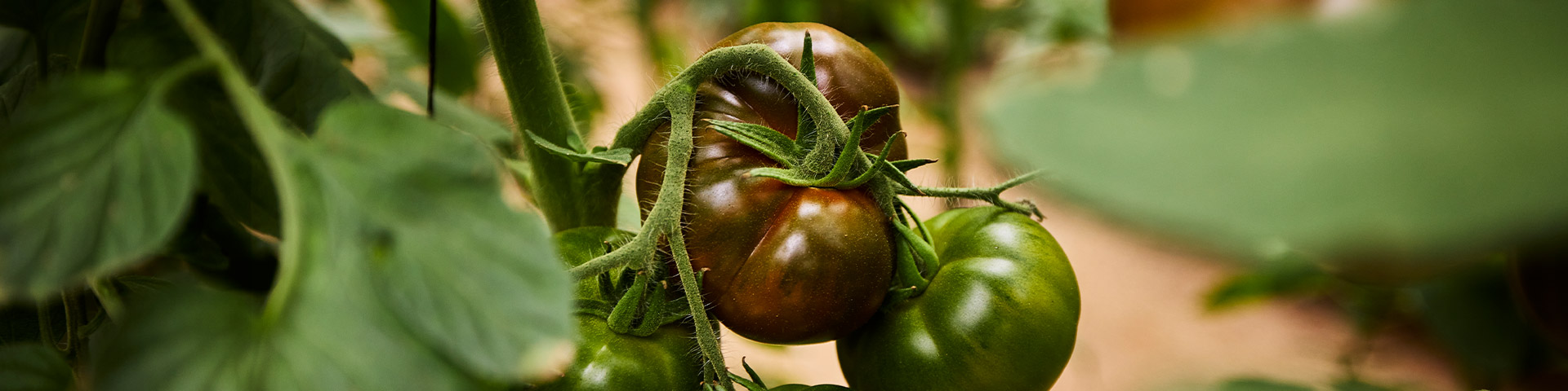 Tomatoes