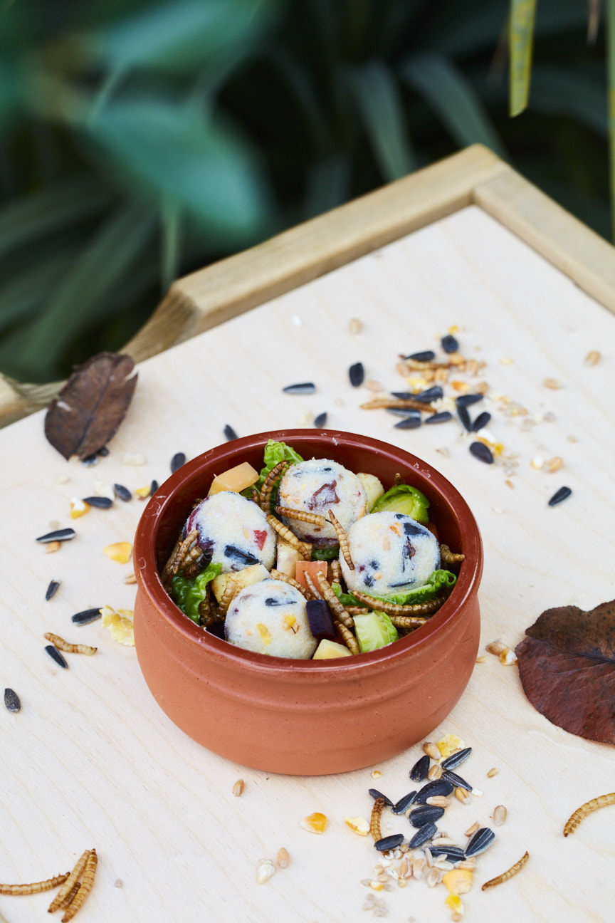 Wagtails' Winter Stew