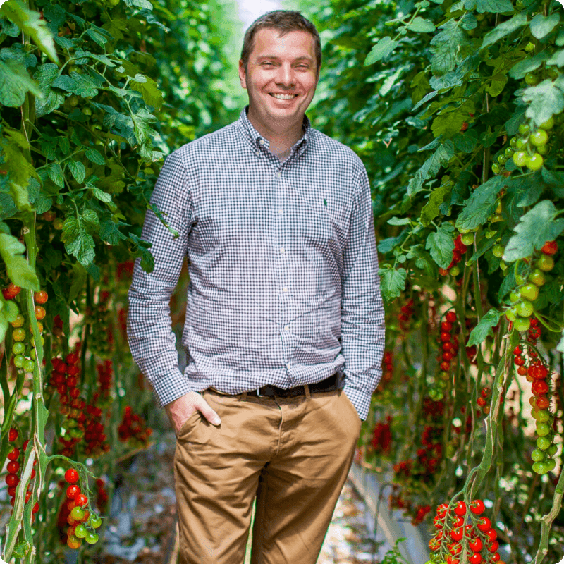 A grower standing in the tomato glasshouse